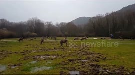 Deer and fallow deer graze inside the park of the city of Villetta Barrea which is located in the regional part of Abruzzo.