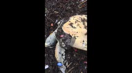 Harrowing footage shows dead sea turtle on dirty beach littered with plastic waste and trash