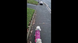 Dog spooked by Starship Courier /Delivery Robot In Leeds  West Yorkshire