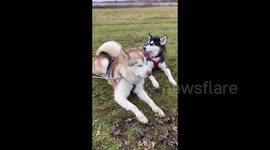 Mush Larose sled dog club training for our Alaskan Malamutes in Ontario Canada is where friends and K-9 family meet