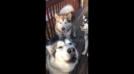 Trio of Alaskan Malamutes sound off with howls in adorable clip