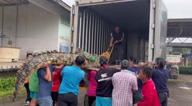 Wild saltwater crocodile recovering after being caught in ditch during storm in Thailand
