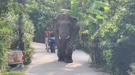 Wild elephant goes for an early morning walk through village