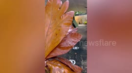 Thrifty student turns fallen leaves into amazing gold Christmas decor