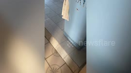 Pet puppy cools off inside fridge during hot day in Thailand