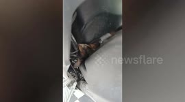 Kind food delivery rider saves kitten stuck inside his scooter