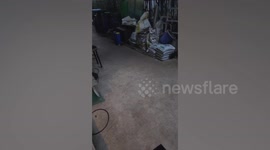 Terrified housewife searches for wild monitor lizard that invaded her family’s home
