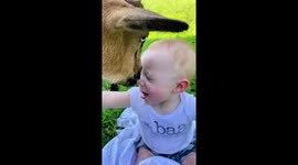 Sweet baby having fun with a goat!
