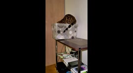 Naughty cat fell while rummaging through things!
