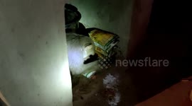 Monkey creates menace at village in central India, rescued