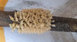 Hundreds of baby beetles clinging to tree branches