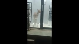 Deer trapped inside ATM foyer to escape pack of stray dogs in India