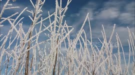 Fantastic frost forms in Northern Ireland during severe cold spell