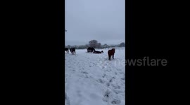 Horses relish field of snow in London during Arctic Blast