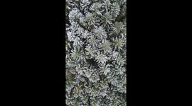 Artic Blast Aftermath: Drone shot shows snow covered trees in Hartpury, Gloucestershire