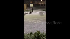 Foxes playing during snowfall in London, UK