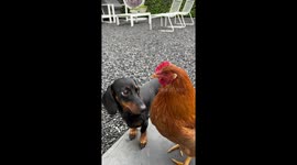 Cute dog being obsessed with a chicken!