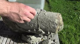 Fossil hunter discovers ancient jaw on New Zealand beach