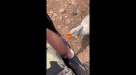 Hilarious goose trying to eat the guy's feet!