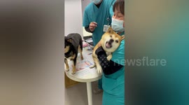 Drama queen dog hilariously overreacts when getting a vaccine from the vet