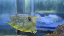 Longhorn cowfish also known as horn boxfish