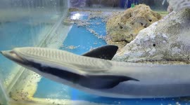 Live Sharksucker or Slender Sharksucker Fish (also known as shoe fish)