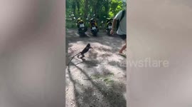 Dusky leaf monkey chases German tourists on Thai holiday