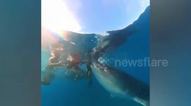 Friendly giant whale shark has nibble of snorkelers swimming in ocean