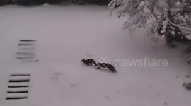UK: Foxes Play In Snow As London Blanketed In White