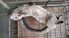 Funny sleeping position of a civet cat in cage