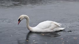 Swan scrambles through icy water in London as freezing temperatures continue