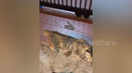 Kind youngsters help kitten trapped under drain in Malaysia
