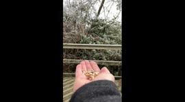 A friendly robin feeds from the hand of a photographer at a UK nature reserve.
