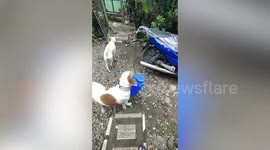 Adorable pet dog helps owner fetch drinking water in the Philippines