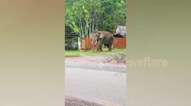 Wild elephant wanders inside family’s yard in Thailand