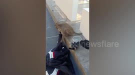 Wild monkey thief steals jacket from rider