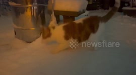 Cat explores snow in London, UK