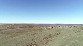 Flying over animals, cows, in Urrez, Burgos