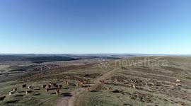 Flying over animals, cows, in Urrez, Burgos, with a drone in sunset with amazing views