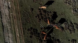 Flying over animals, cows, in Urrez, Burgos, with a drone in sunset with amazing views