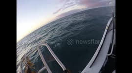 Shark following the boat