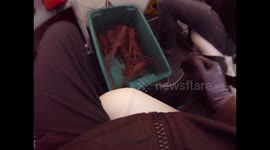 Good haul of crayfish