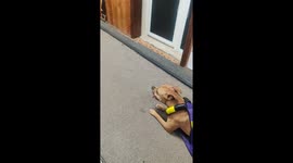 Weight pulling dog. Pitbull Maya