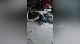 Mischievous kitten plays tinsel tug-of-war with owner putting up Christmas tree