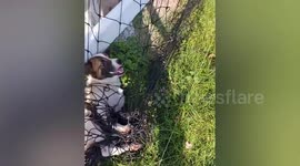 Stray dog tangled in net fence rescued by passing policeman