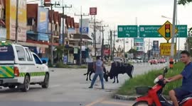 Aggressive escaped bulls clash on busy road in Thailand