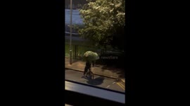Cycling home for Christmas: London biker struggles to balance tree as he rides through street