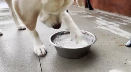 The hound of music: Dog spins disc of ice like he’s DJing at a club