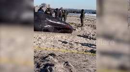 Devastating footage shows young sperm whale dead on New York coast despite desperate rescue efforts by beach-goers