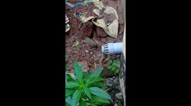 A snake stuck in the sewage pipe of the house is located in Cuddalore, Tamil Nadu, South India.  (title)